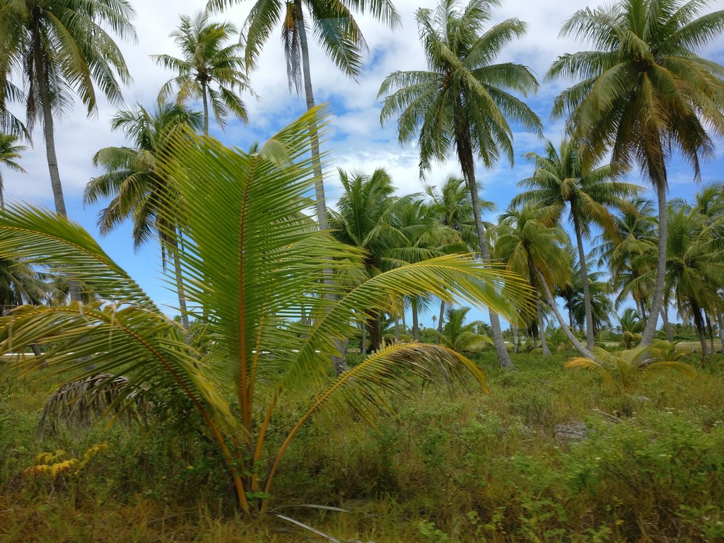 Polynesia: Tahiti, Bora Bora and Tikehau — 7